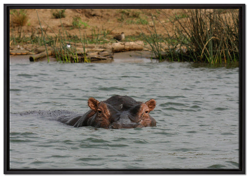 schwimmendes Flusspferd auf Leinwandbild gerahmt Größe 100x70
