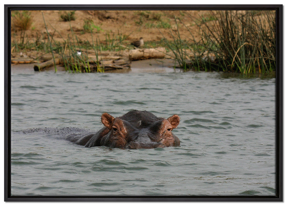 schwimmendes Flusspferd auf Leinwandbild gerahmt Größe 100x70