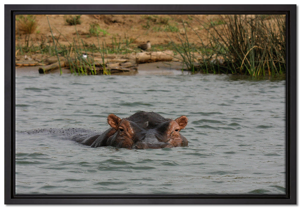 schwimmendes Flusspferd auf Leinwandbild gerahmt Größe 60x40
