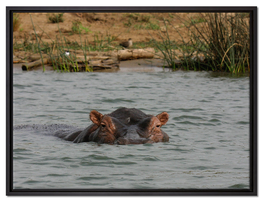 schwimmendes Flusspferd auf Leinwandbild gerahmt Größe 80x60