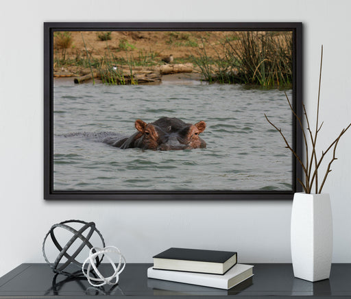 schwimmendes Flusspferd auf Leinwandbild gerahmt mit Kirschblüten