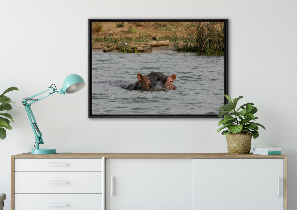 schwimmendes Flusspferd auf Leinwandbild gerahmt verschiedene Größen im Wohnzimmer