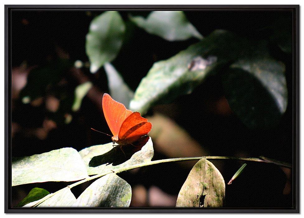 schöner Schmetterling sonnt sich auf Leinwandbild gerahmt Größe 100x70