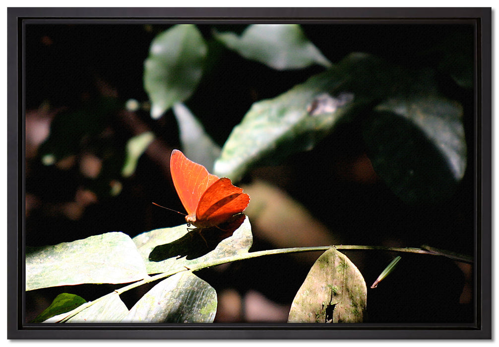schöner Schmetterling sonnt sich auf Leinwandbild gerahmt Größe 60x40