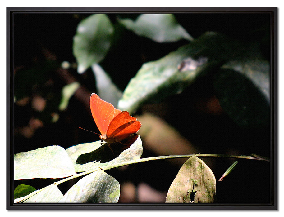 schöner Schmetterling sonnt sich auf Leinwandbild gerahmt Größe 80x60