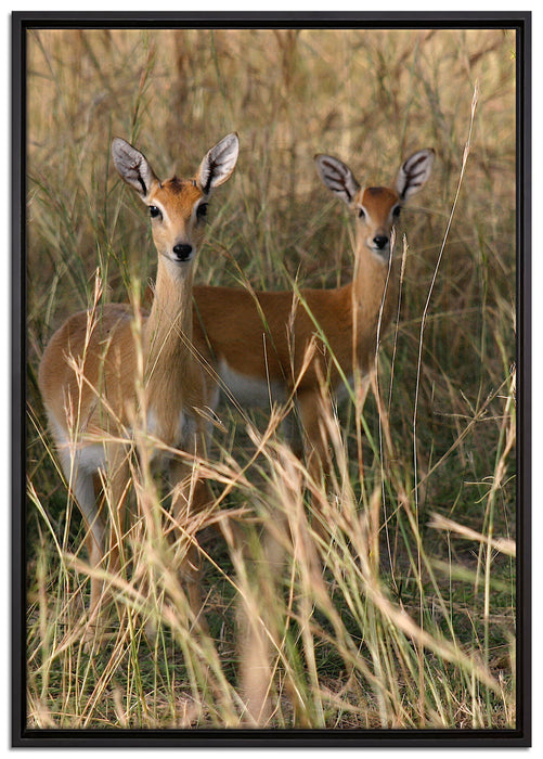 Gazellen im Wildgras auf Leinwandbild gerahmt Größe 100x70