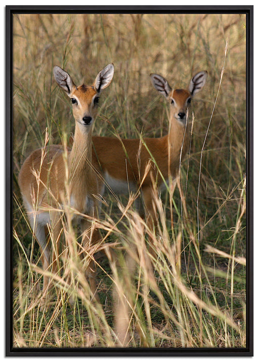 Gazellen im Wildgras auf Leinwandbild gerahmt Größe 100x70