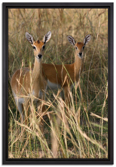Gazellen im Wildgras auf Leinwandbild gerahmt Größe 60x40