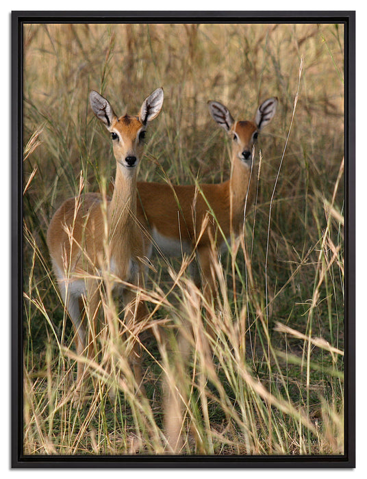 Gazellen im Wildgras auf Leinwandbild gerahmt Größe 80x60