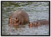 zwei Flusspferde im hohen Wasser auf Leinwandbild gerahmt Größe 100x70