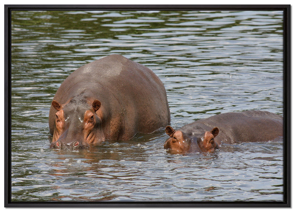 zwei Flusspferde im hohen Wasser auf Leinwandbild gerahmt Größe 100x70