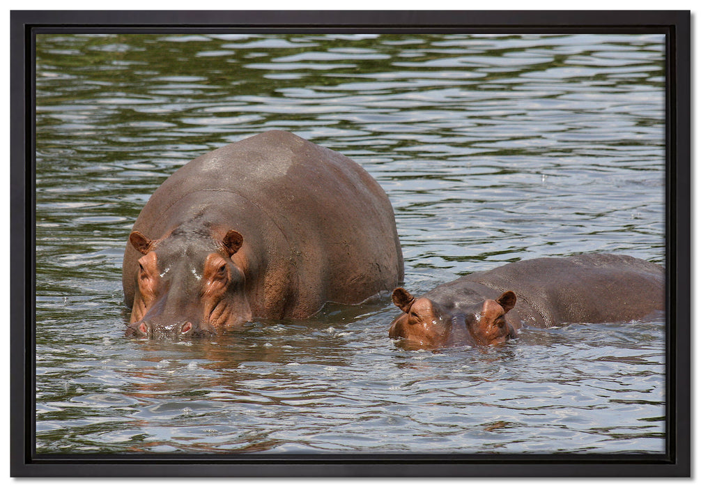 zwei Flusspferde im hohen Wasser auf Leinwandbild gerahmt Größe 60x40