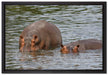 zwei Flusspferde im hohen Wasser auf Leinwandbild gerahmt Größe 60x40