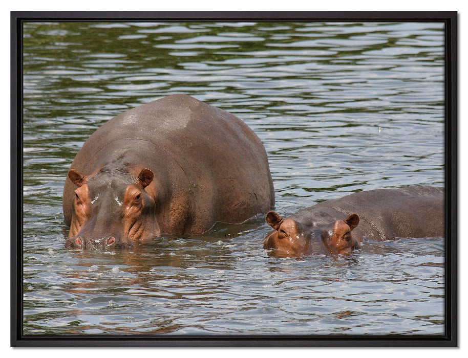 zwei Flusspferde im hohen Wasser auf Leinwandbild gerahmt Größe 80x60