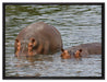 zwei Flusspferde im hohen Wasser auf Leinwandbild gerahmt Größe 80x60