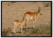 Gazelle mit Jungtier auf Leinwandbild gerahmt Größe 100x70