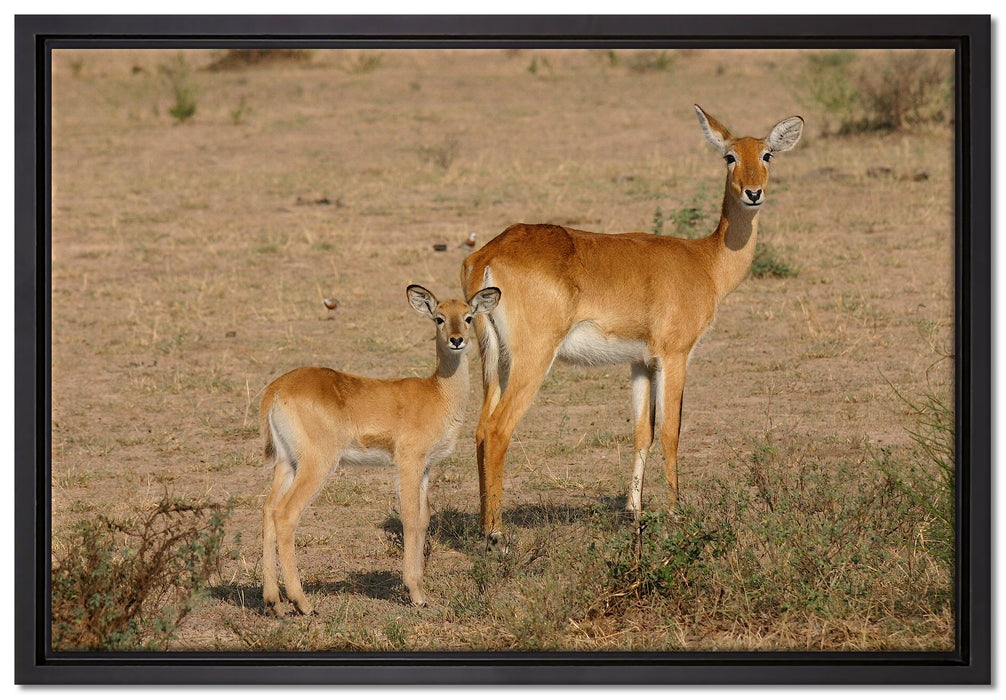 Gazelle mit Jungtier auf Leinwandbild gerahmt Größe 60x40
