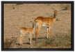 Gazelle mit Jungtier auf Leinwandbild gerahmt Größe 60x40