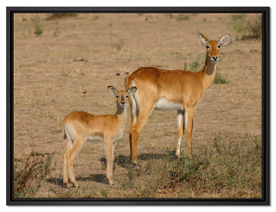 Gazelle mit Jungtier auf Leinwandbild gerahmt Größe 80x60