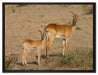 Gazelle mit Jungtier auf Leinwandbild gerahmt Größe 80x60