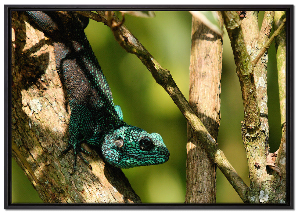 Agama auf Baum Ast auf Leinwandbild gerahmt Größe 100x70