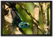 Agama auf Baum Ast auf Leinwandbild gerahmt Größe 60x40