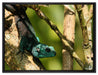 Agama auf Baum Ast auf Leinwandbild gerahmt Größe 80x60