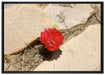 prächtige rote Kaktusblüte auf Leinwandbild gerahmt Größe 100x70