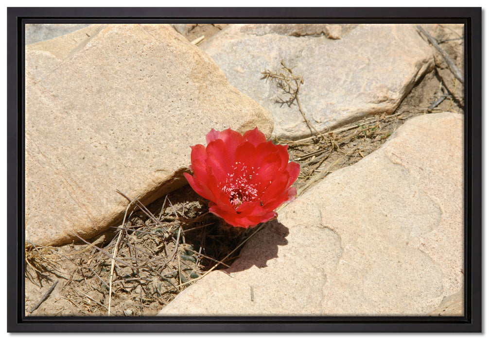 prächtige rote Kaktusblüte auf Leinwandbild gerahmt Größe 60x40