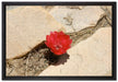 prächtige rote Kaktusblüte auf Leinwandbild gerahmt Größe 60x40