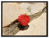 prächtige rote Kaktusblüte auf Leinwandbild gerahmt Größe 80x60