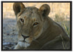 schöne Löwin im Wildgras auf Leinwandbild gerahmt Größe 100x70