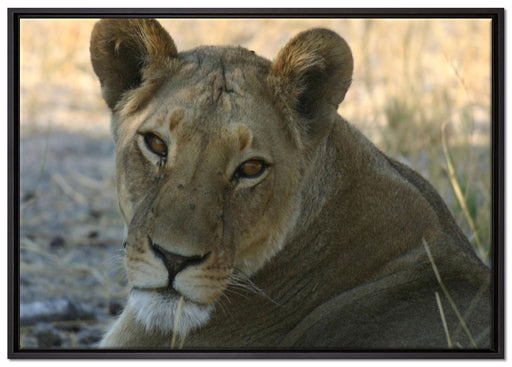 schöne Löwin im Wildgras auf Leinwandbild gerahmt Größe 100x70