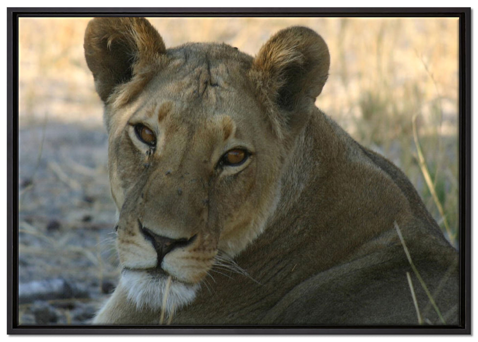 schöne Löwin im Wildgras auf Leinwandbild gerahmt Größe 100x70