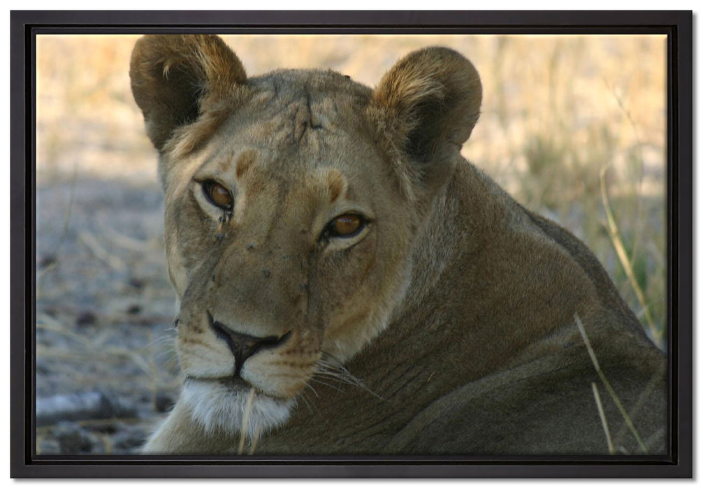 schöne Löwin im Wildgras auf Leinwandbild gerahmt Größe 60x40