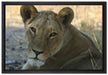 schöne Löwin im Wildgras auf Leinwandbild gerahmt Größe 60x40