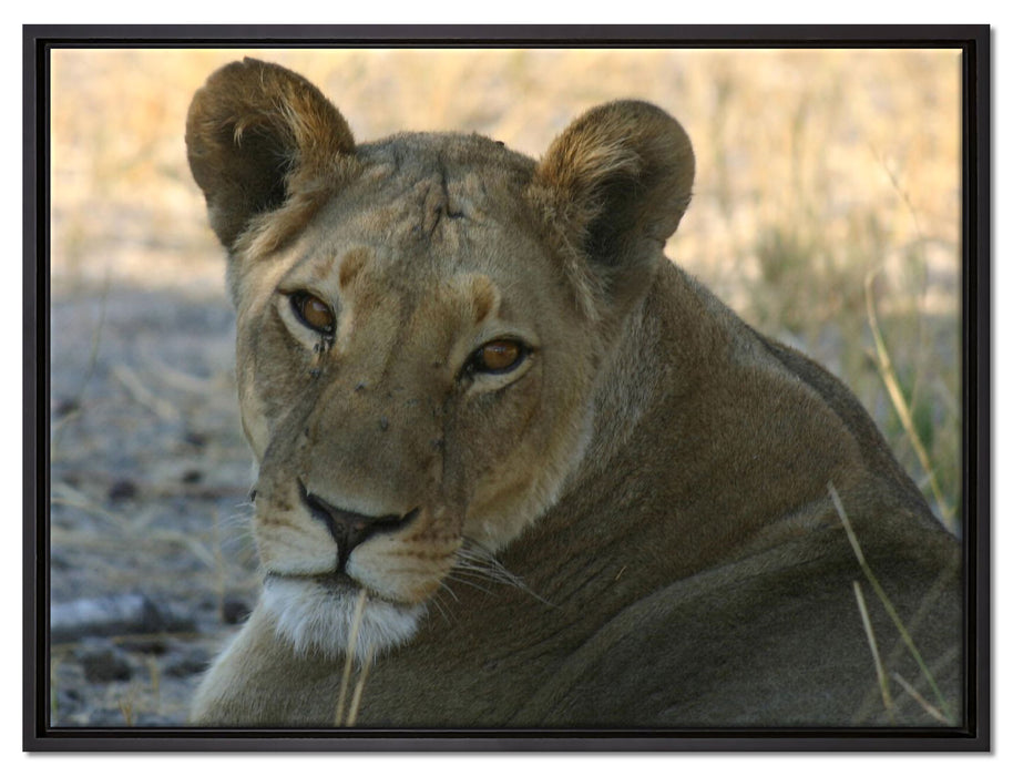 schöne Löwin im Wildgras auf Leinwandbild gerahmt Größe 80x60