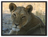 schöne Löwin im Wildgras auf Leinwandbild gerahmt Größe 80x60