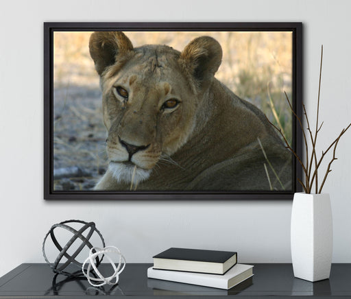 schöne Löwin im Wildgras auf Leinwandbild gerahmt mit Kirschblüten