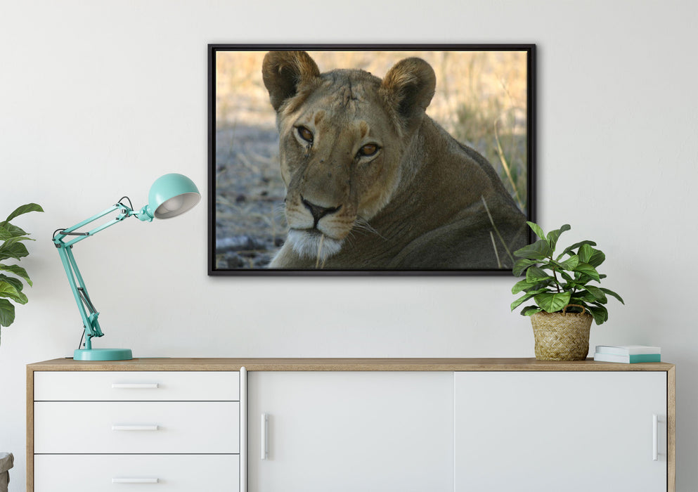 schöne Löwin im Wildgras auf Leinwandbild gerahmt verschiedene Größen im Wohnzimmer