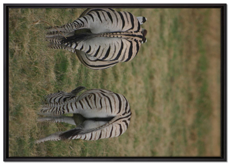Zebras mit weißen Vögeln auf Leinwandbild gerahmt Größe 100x70