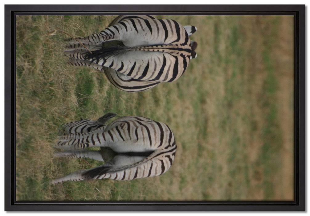 Zebras mit weißen Vögeln auf Leinwandbild gerahmt Größe 60x40