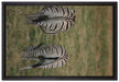 Zebras mit weißen Vögeln auf Leinwandbild gerahmt Größe 60x40