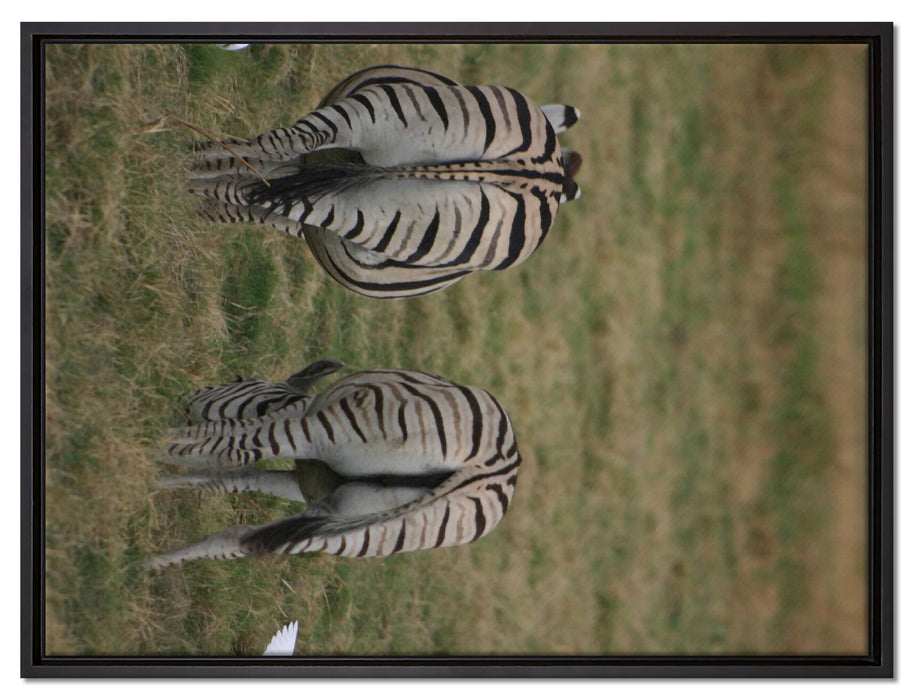 Zebras mit weißen Vögeln auf Leinwandbild gerahmt Größe 80x60