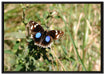 Schmetterling auf Grashalm auf Leinwandbild gerahmt Größe 100x70