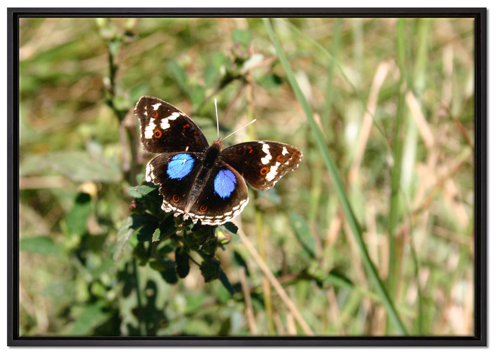Schmetterling auf Grashalm auf Leinwandbild gerahmt Größe 100x70