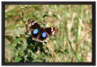 Schmetterling auf Grashalm auf Leinwandbild gerahmt Größe 60x40