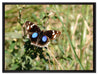Schmetterling auf Grashalm auf Leinwandbild gerahmt Größe 80x60