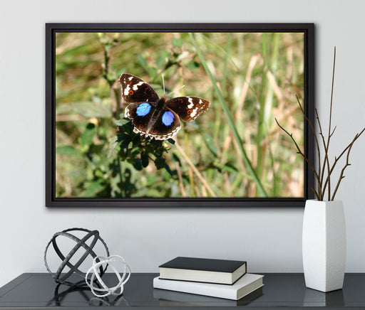 Schmetterling auf Grashalm auf Leinwandbild gerahmt mit Kirschblüten