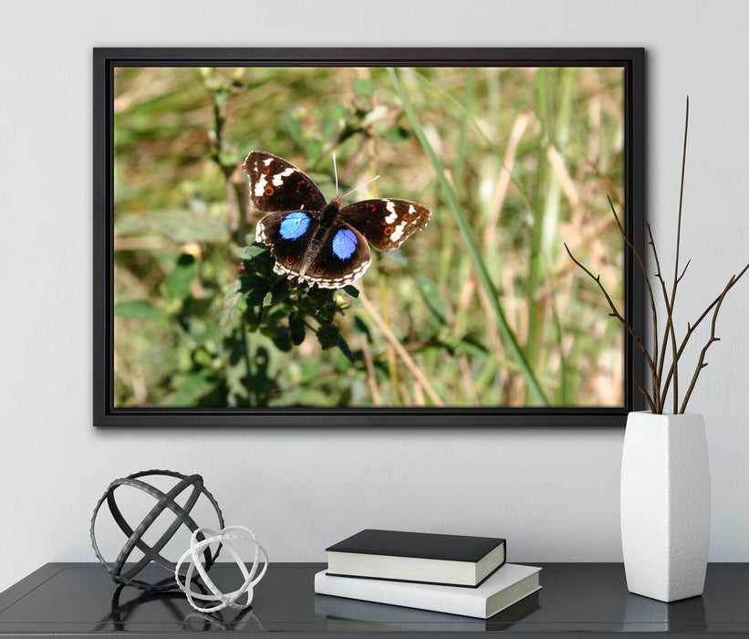 Schmetterling auf Grashalm auf Leinwandbild gerahmt mit Kirschblüten